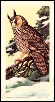 47 Long eared Owl
